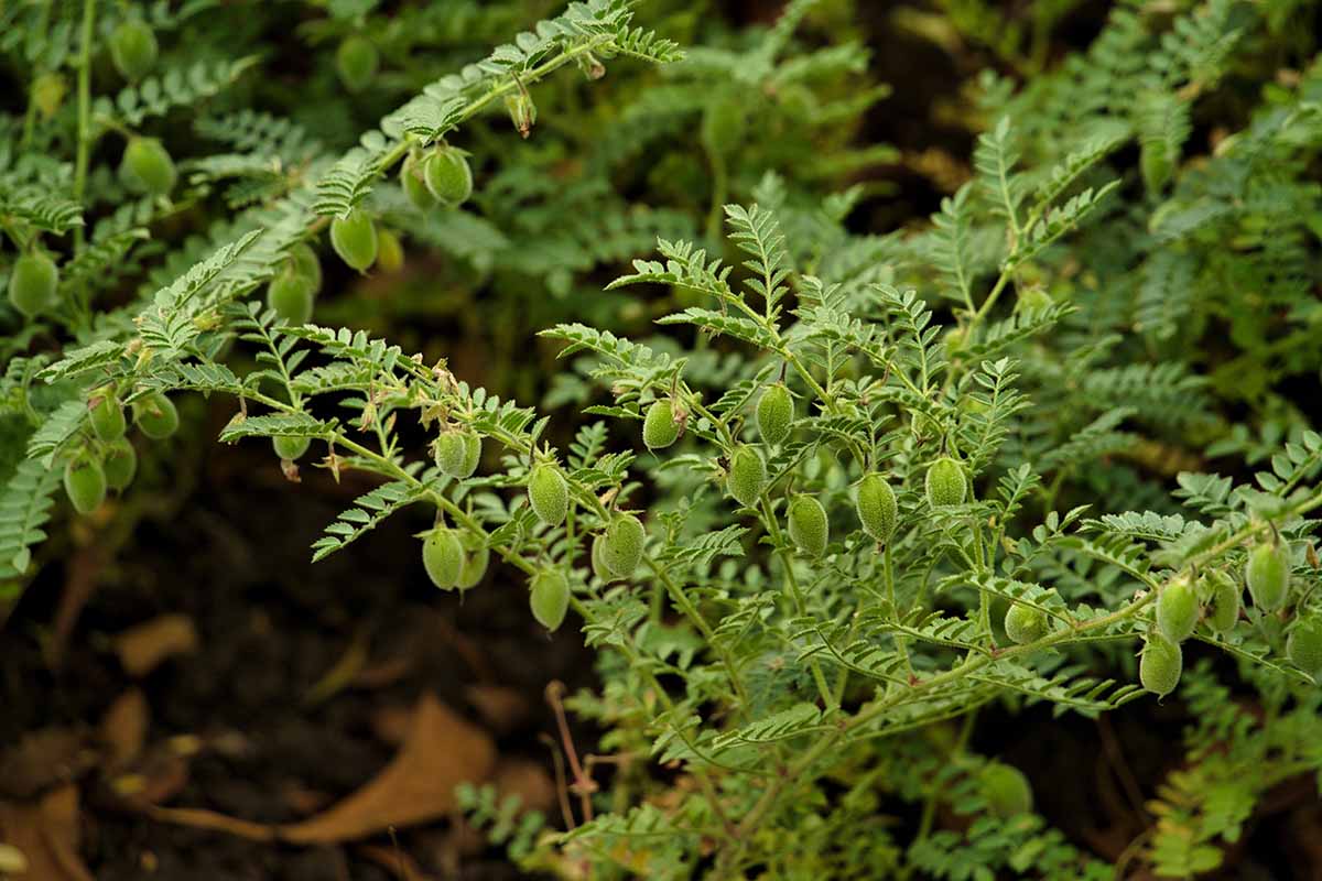 A close up horizontal image of chickpeas aka garbanzo growing in the garden.