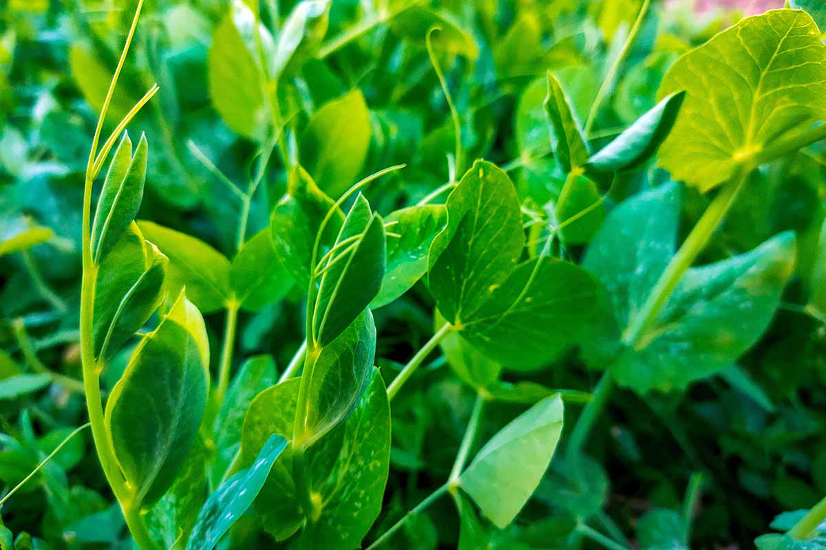 A horizontal close up of pea shoots growing in dark, rich soil.