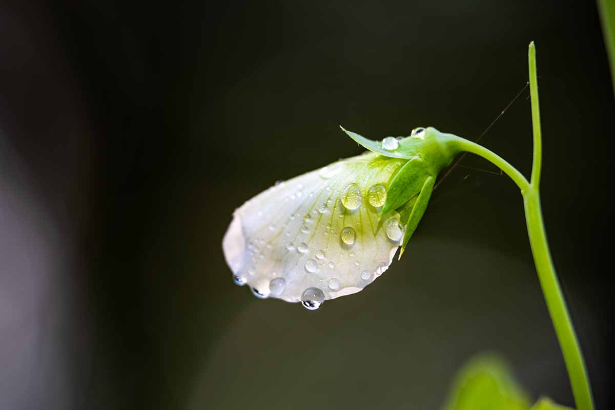 A horizontal macro close up of a flower starting to open on a stalk isolated on a dark background.