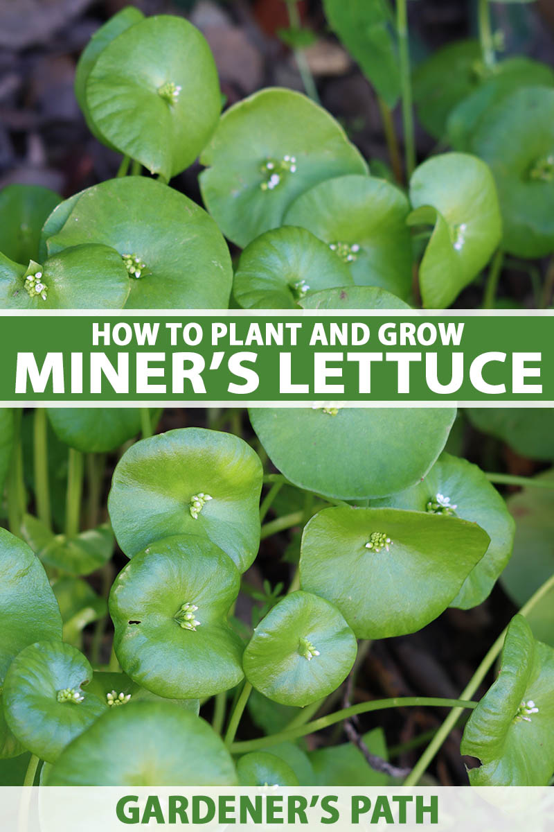 A close up vertical image of miner\'s lettuce (Claytonia) growing in the garden. To the center and bottom of the frame is green and white printed text.