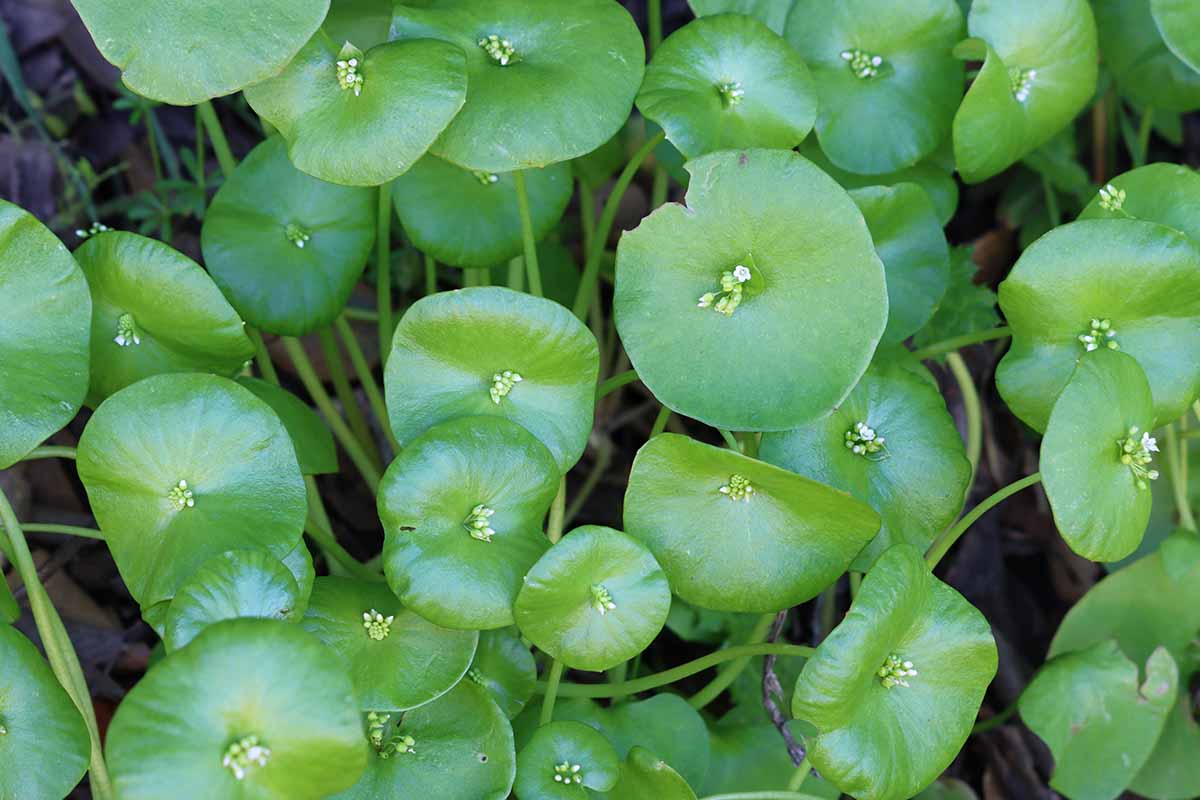 A close up horizontal image of miner\'s lettuce (Claytonia perfoliata) in full bloom growing wild.