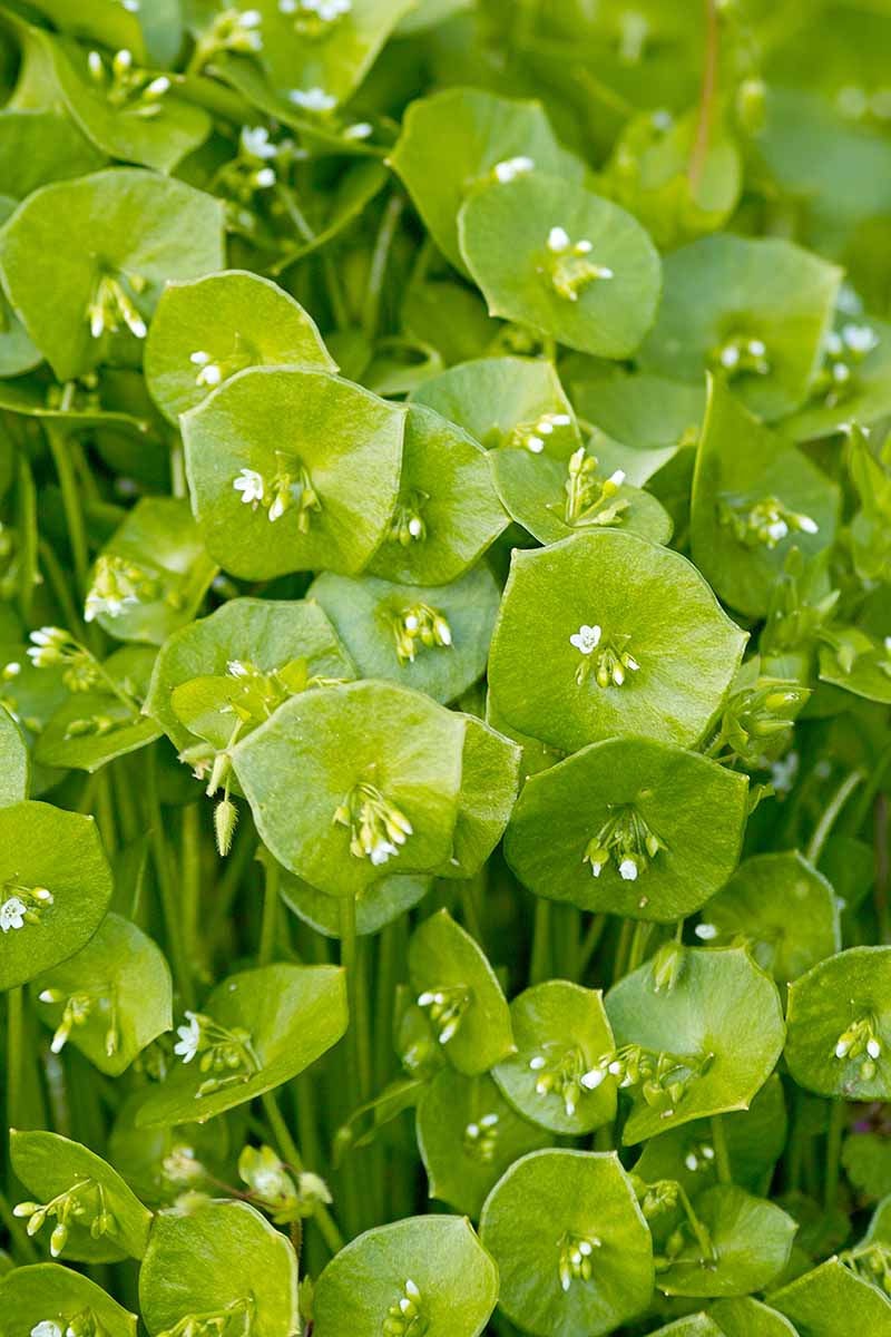 A close up vertical image of miner\'s lettuce (Claytonia) in bloom growing wild.