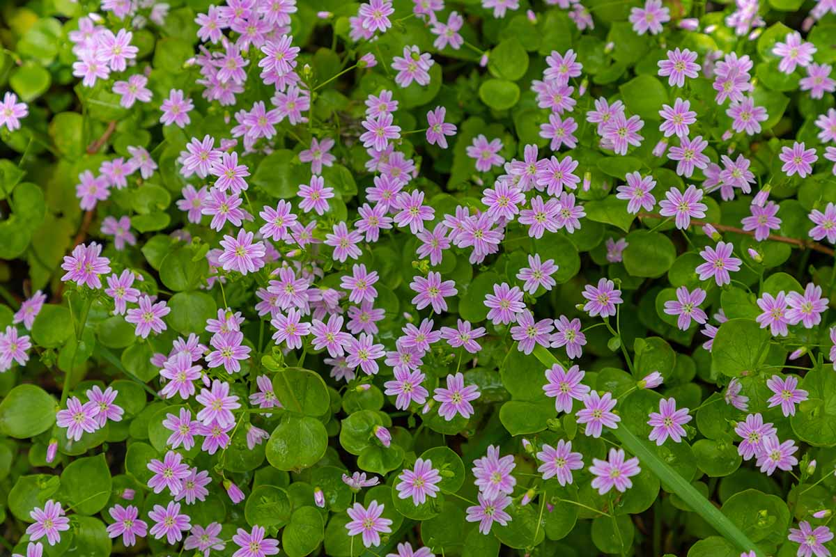 A close up horizontal image of Claytonia sibirica aka miner\'s lettuce in full bloom with light pink flowers.