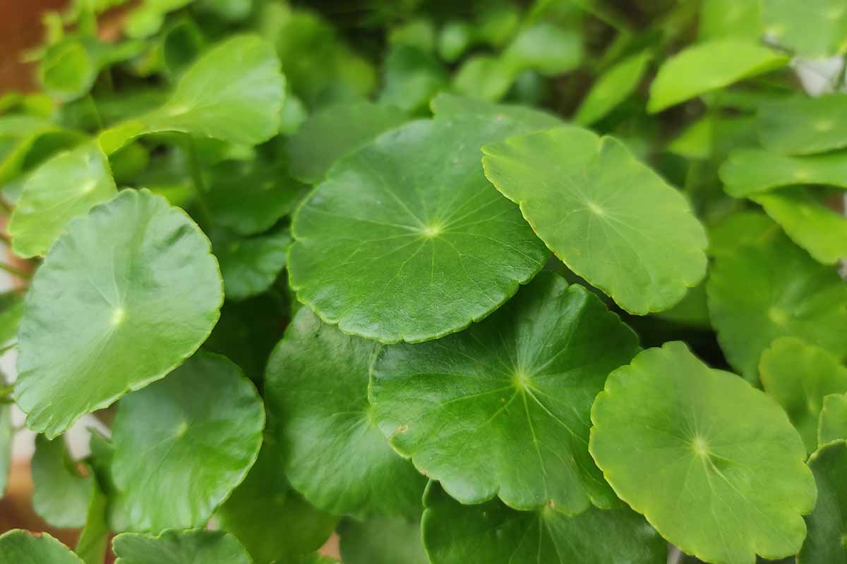 A close up horizontal image of Hydrocotyle vulgaris growing wild.