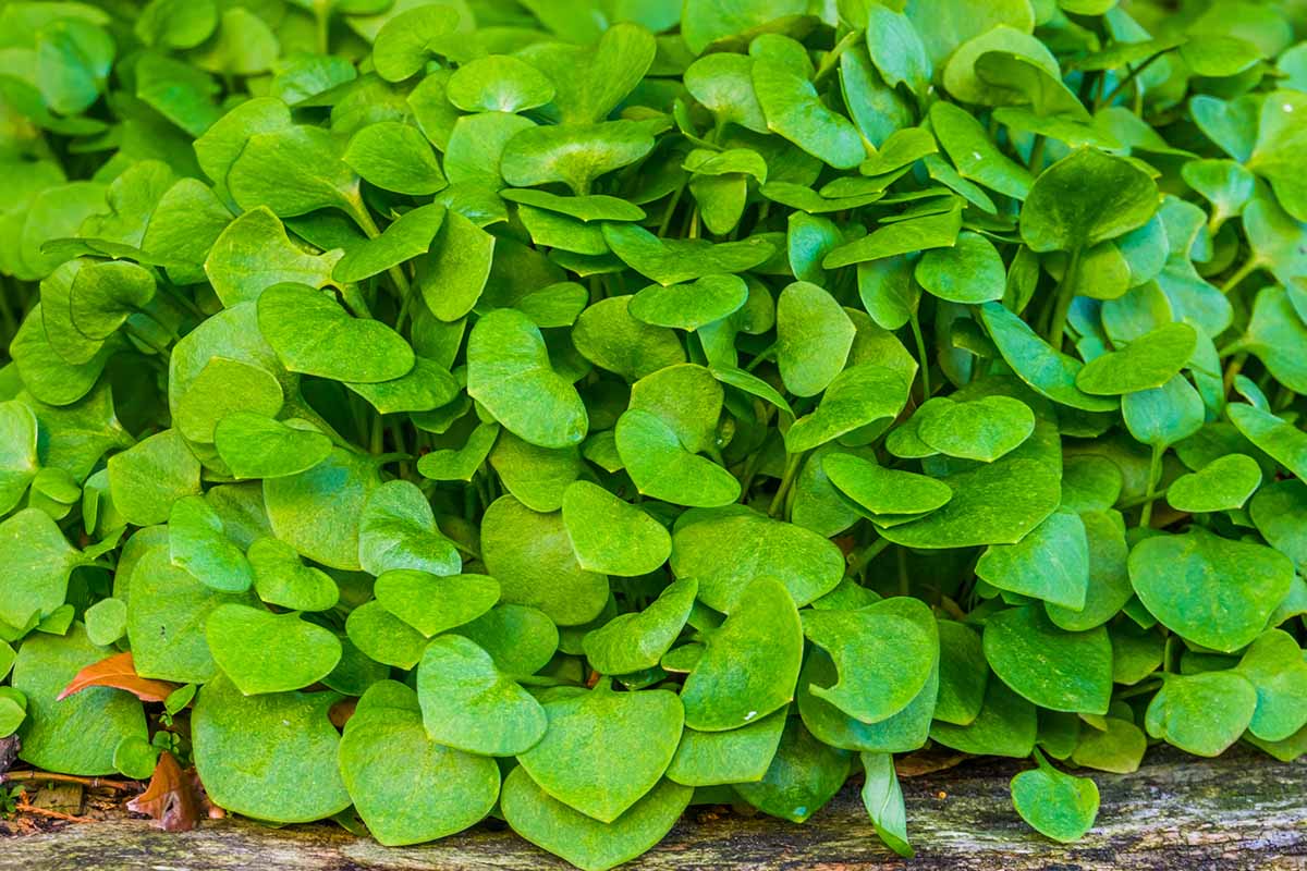 A close up horizontal image of miner\'s lettuce growing in a garden bed.