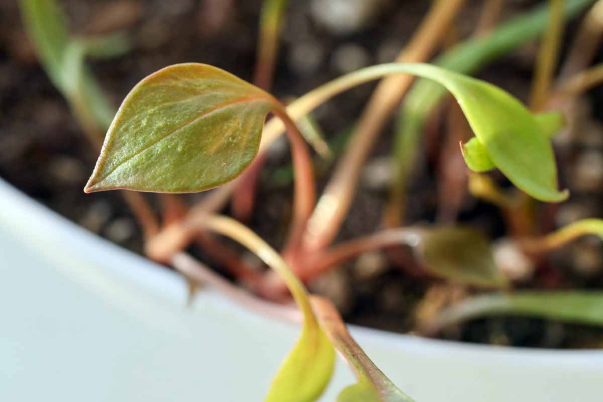 A close up horizontal image of the young leaves of Claytonia perfoliata (miner\'s lettuce) growing in a container indoors.