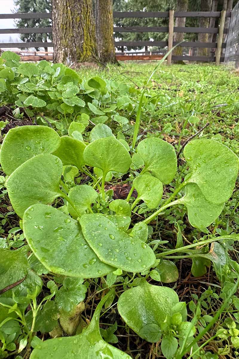 A vertical image of Claytonia sibirica growing in a garden border.