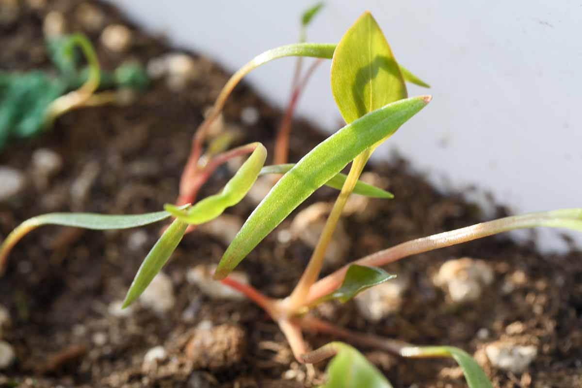 A horizontal image of tiny miner\'s lettuce seedlings growing in a container.