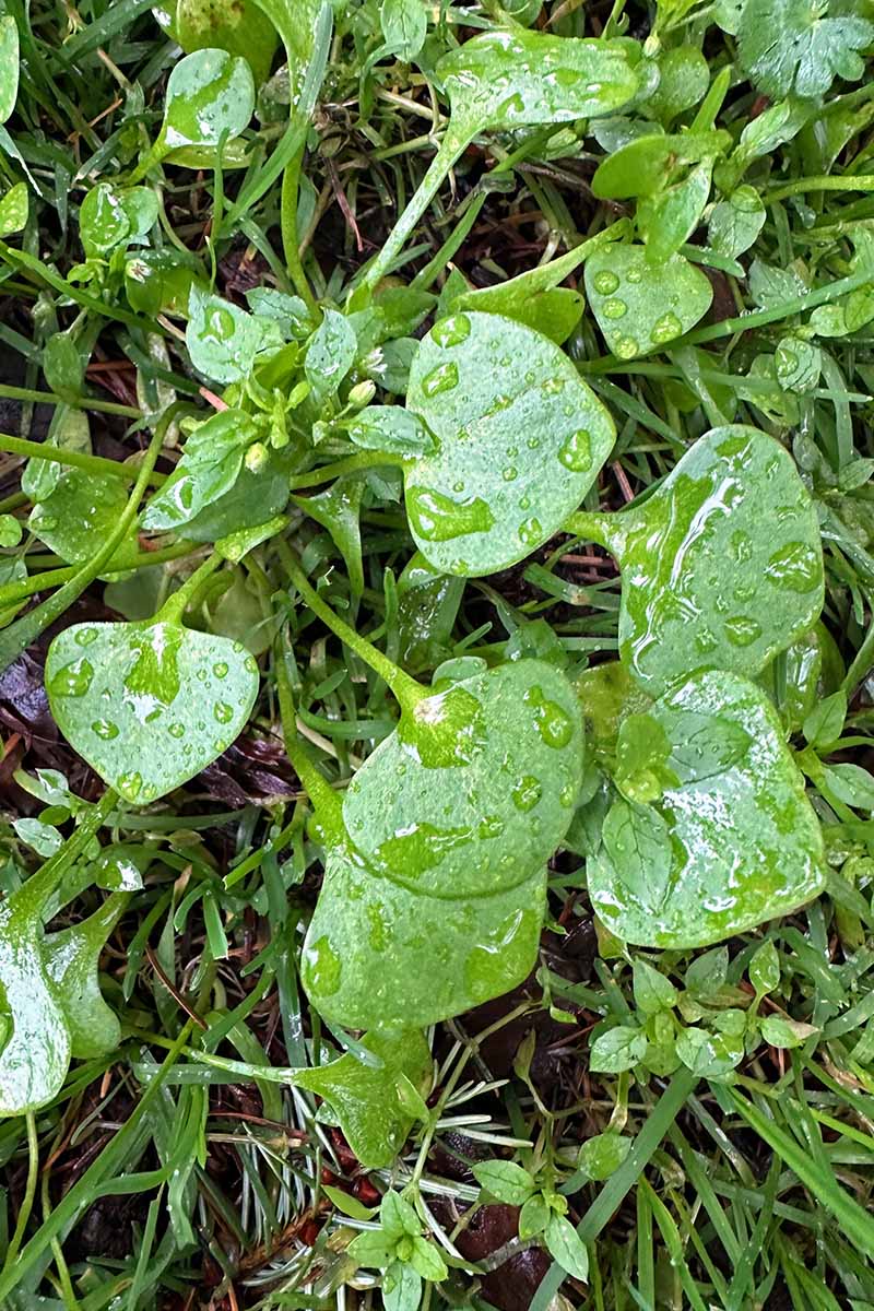 A vertical image of miner\'s lettuce growing wild with droplets of water on the leaves.