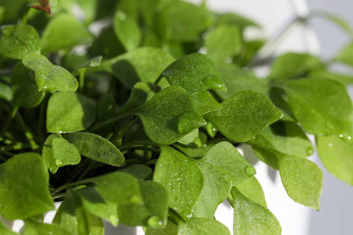 A close up horizontal image of miner\'s lettuce growing in a container.