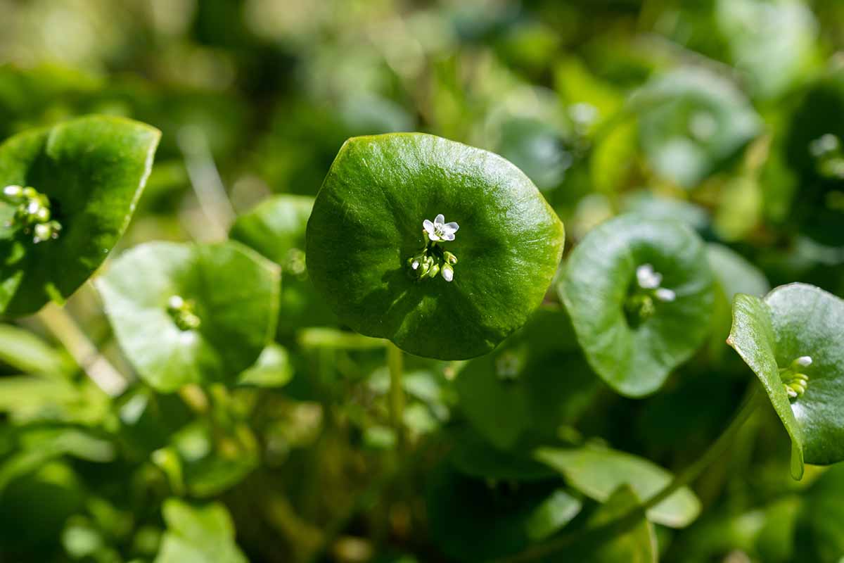 A close up horizontal image of miner\'s lettuce (Claytonia) in bloom in the spring garden.