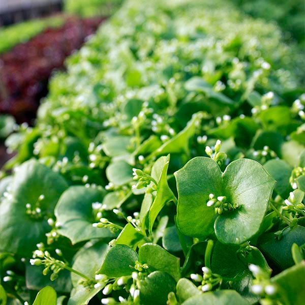 A close up square image of claytonia in bloom in the vegetable garden.