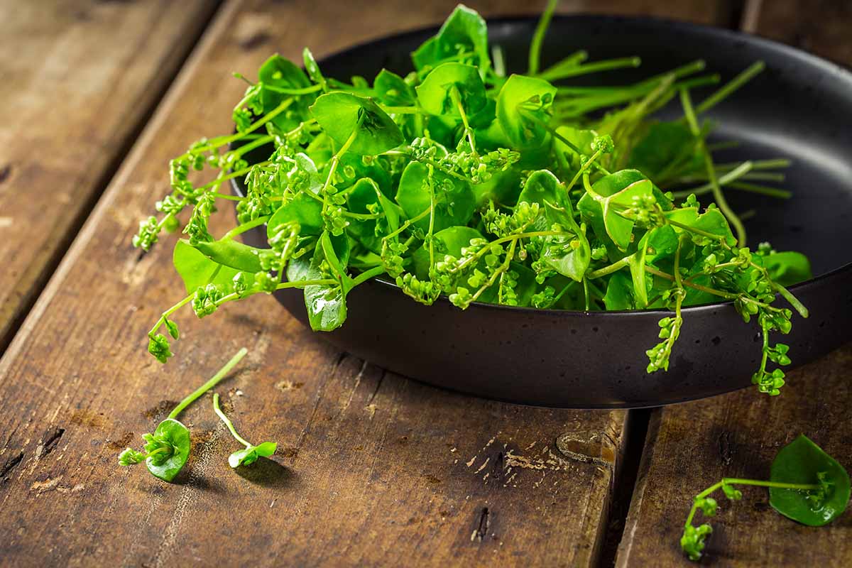 A close up horizontal image of freshly harvested miner\'s lettuce in a ceramic bowl set on a wooden surface.