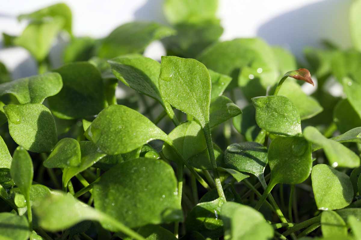 A horizontal image of the young leaves of Claytonia sibirica aka miner\'s lettuce growing in light sunshine.