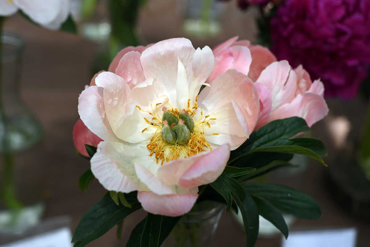 A close up horizontal image of \'Abalone Pearl\' peony growing in the garden pictured on a soft focus background.