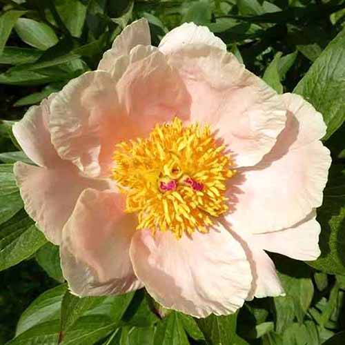 A close up square image of a single \'Apricot Whisper\' peony flower growing in the garden pictured in bright sunshine.