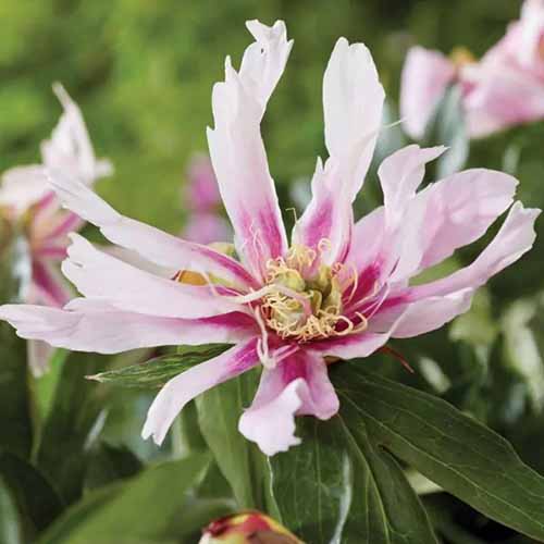 A square image of a single \'Ballerna de Saval\' peony bloom pictured on a soft focus background.