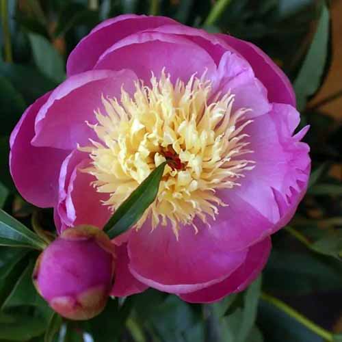 A close up square image of a \'Bowl of Beauty\' peony flower pictured on a soft focus background.