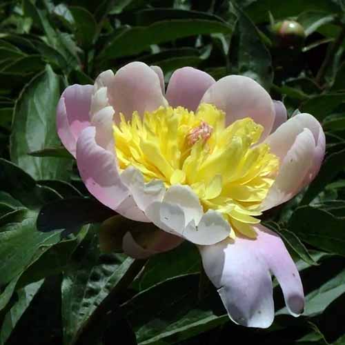 A close up square image of a single \'Butter Bowl\' peony flower pictured on a soft focus background.