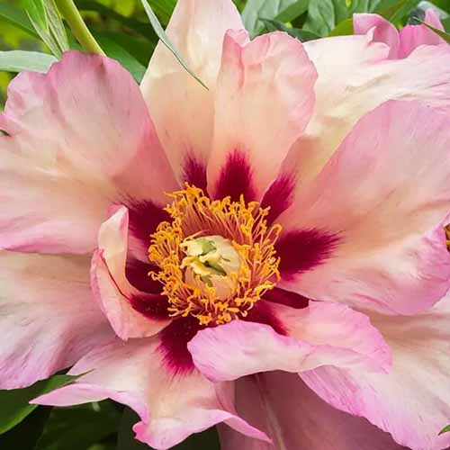 A close up of the center of \'Callies Memory\' peony flower growing in the garden.