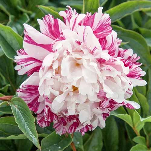 A close up square image of a pink and white \'Candy Stripe\' peony flower pictured on a soft focus background.