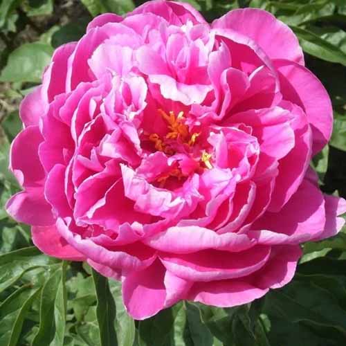 A close up square image of bright pink \'Cincinnati\' peony pictured in bright sunshine on a soft focus background.