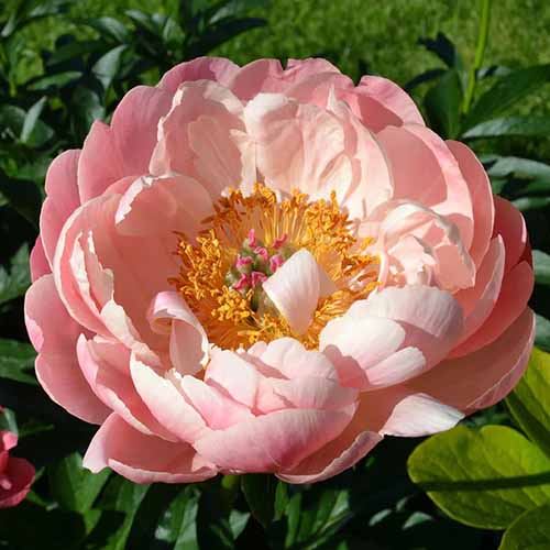 A square image of \'Coral Charm\' peony flower pictured in bright sunshine with foliage in soft focus in the background.