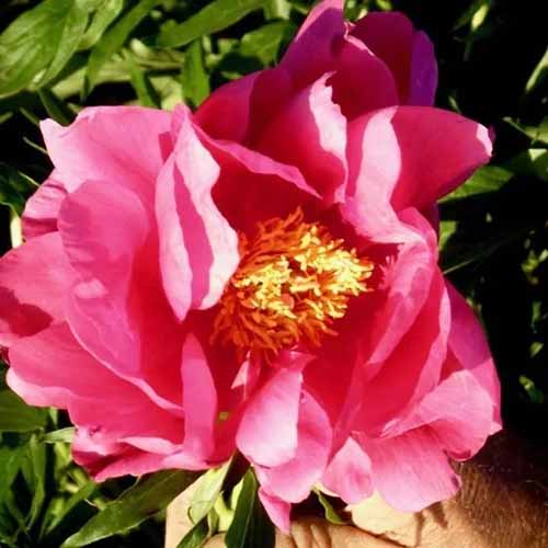 A close up square image of a single \'Coral Fay\' peony flower pictured in bright sunshine.