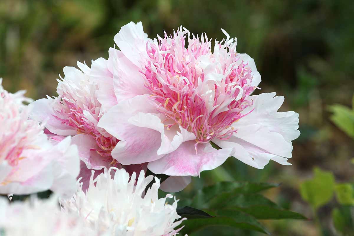 A horizontal image of light pink \'Do Tell\' peony flowers growing in the garden pictured on a soft focus background.