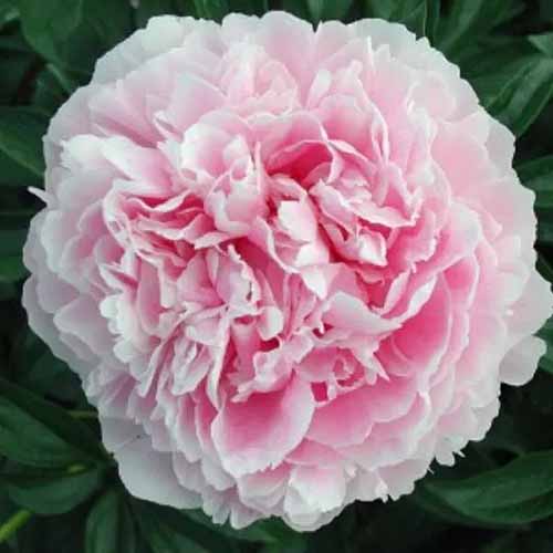 A square image of a single \'Dr Alexander Fleming\' peony flower in light pink and white, pictured on a dark background.