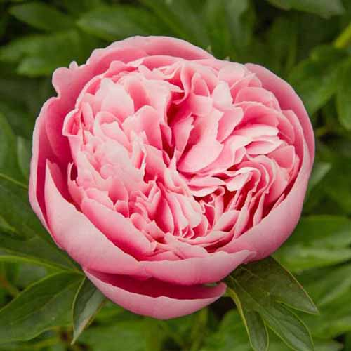 A square image of a pink \'Etched Salmon\' peony bloom pictured on a soft focus background.