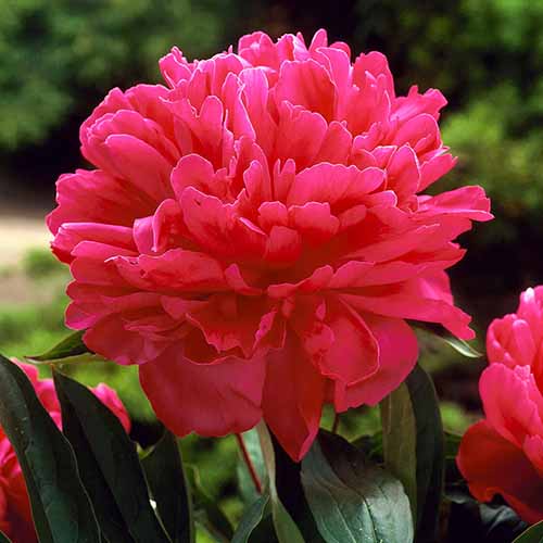 A square image of a bright pink \'Felix Crousse\' peonies growing in the garden pictured on a soft focus background.