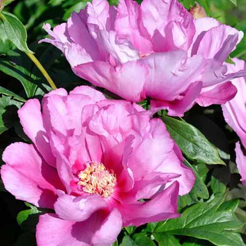 A square image of two \'First Arrival\' peonies growing in the garden pictured in bright sunshine.