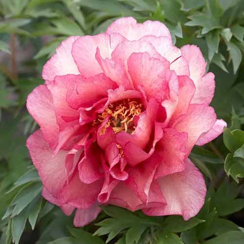 A square image of a single \'Hillary\' peony flower growing in the garden pictured with foliage in the background.