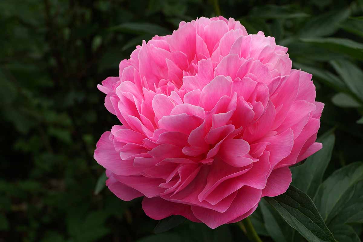 A close up horizontal image of of a single bright pink \'Joker\' peony flower pictured growing in the garden on a dark soft focus background.