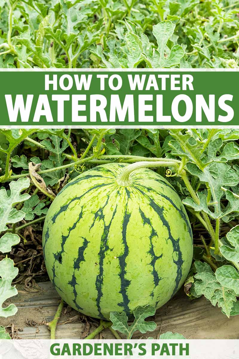 A vertical photo of a watermelon in the center of a garden growing out of a bunch of vines.