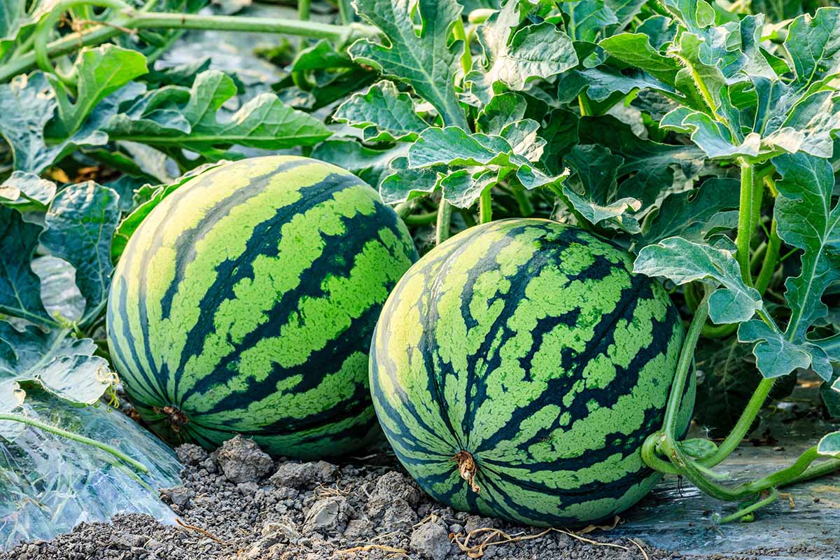 A horizontal photo of two ripe Citrullus lanatus fruit in a garden ready to be harvested.