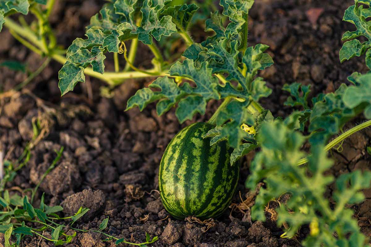 A horizontal photo of a Citrullus lanatus vine in a garden with a flower and a young watermelon fruit.