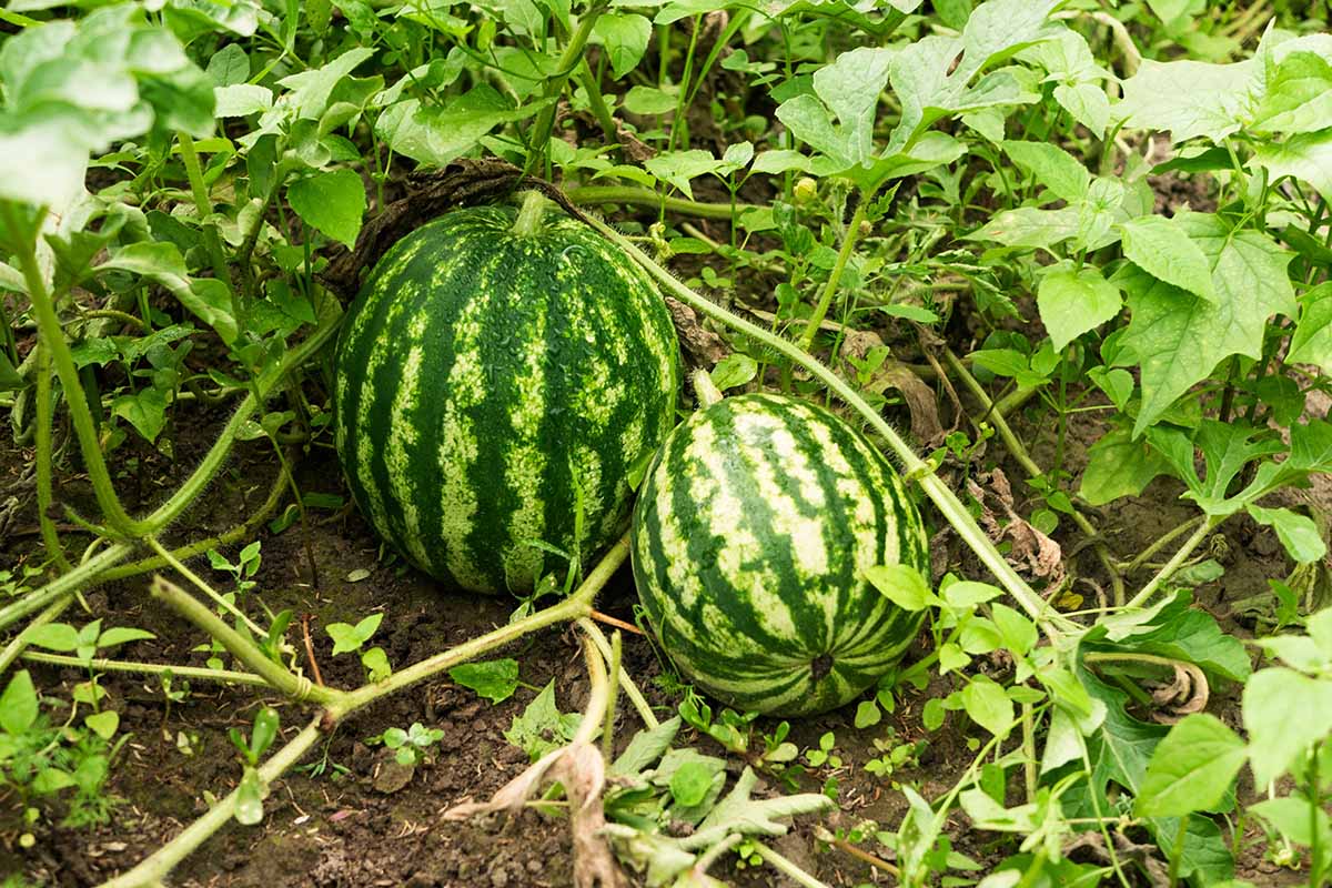 A horizontal photo of two Citrullus lanatus growing in a garden patch.