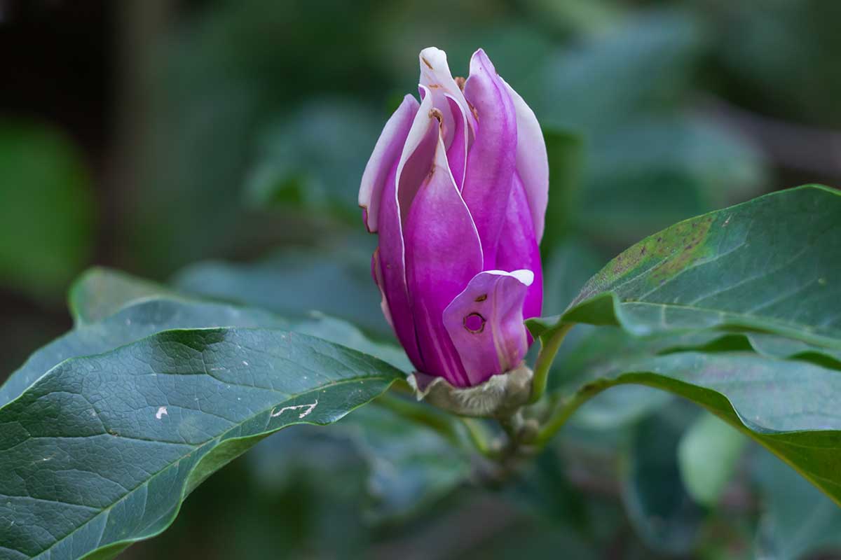 A horizontal close up of a single pink magnolia bloom that hasn\'t opened with signs of verticillium wilt on the leaves surrounding the bloom.