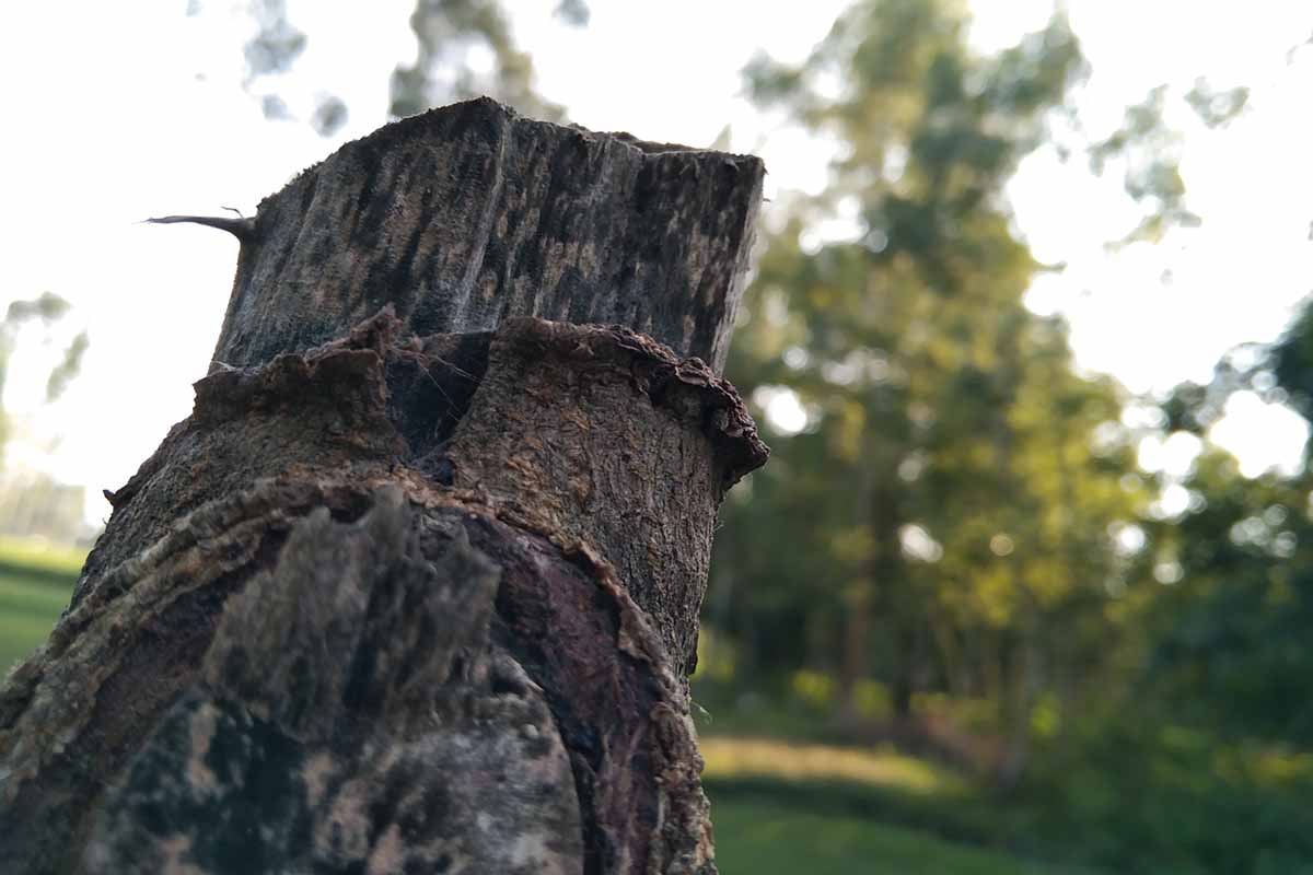 A horizontal photo of a trunk with wetwood, which is also known as slime flux on the trunk.