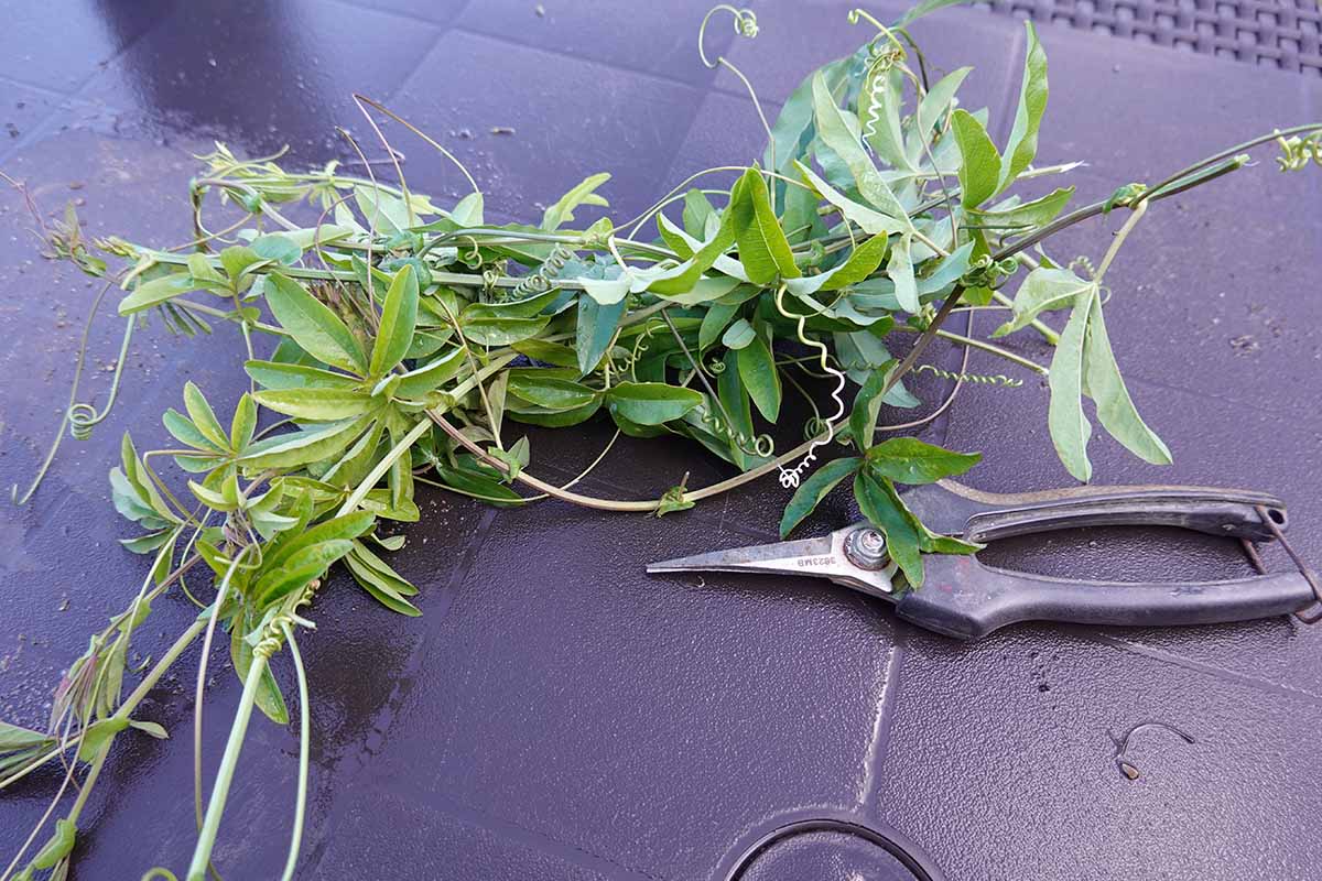 A horizontal shot of passionflower cuttings ready to be propagated, with a pair of snips lying to the left.