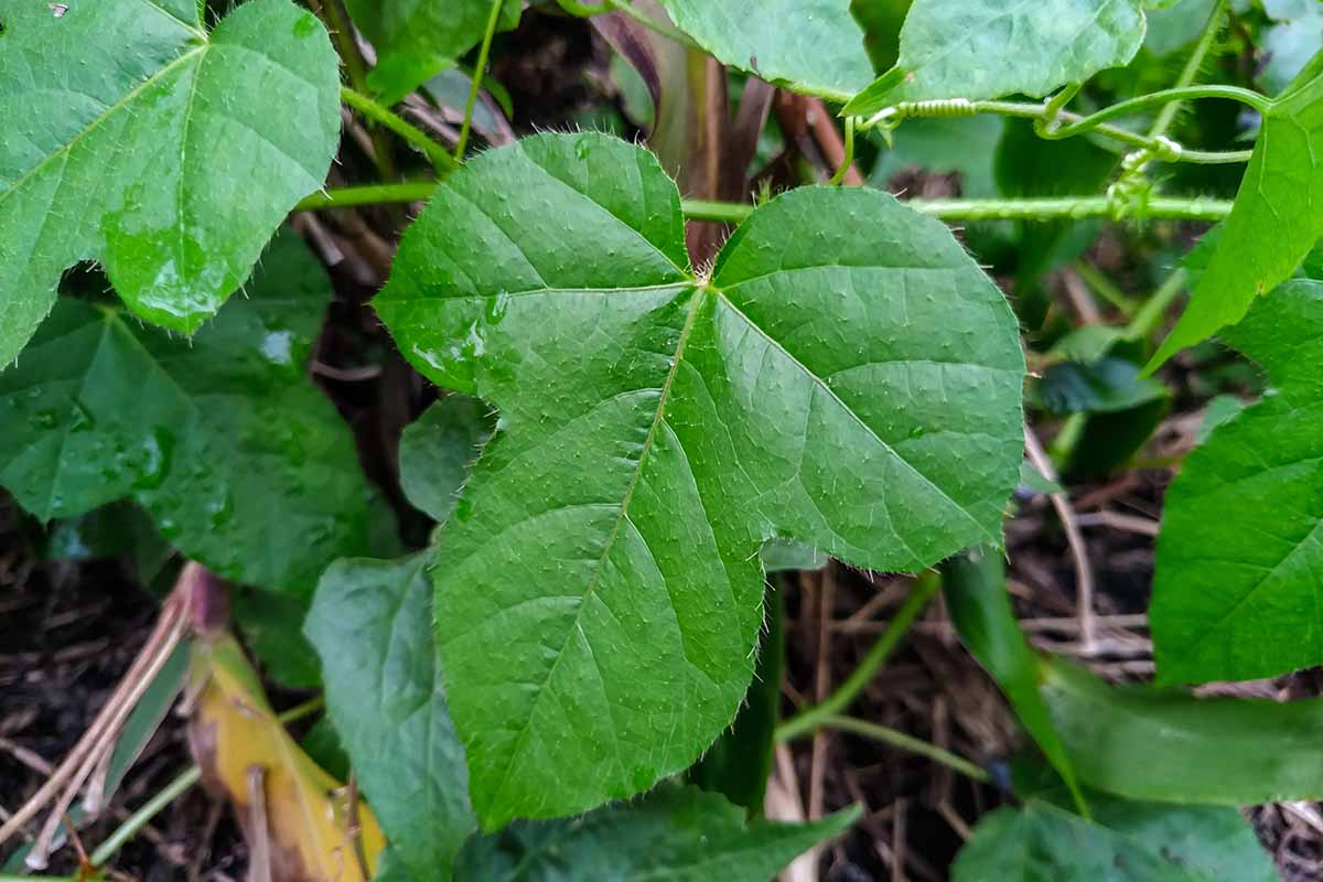 A horizontal close up of a passionflower vine without blooms growing in the garden.