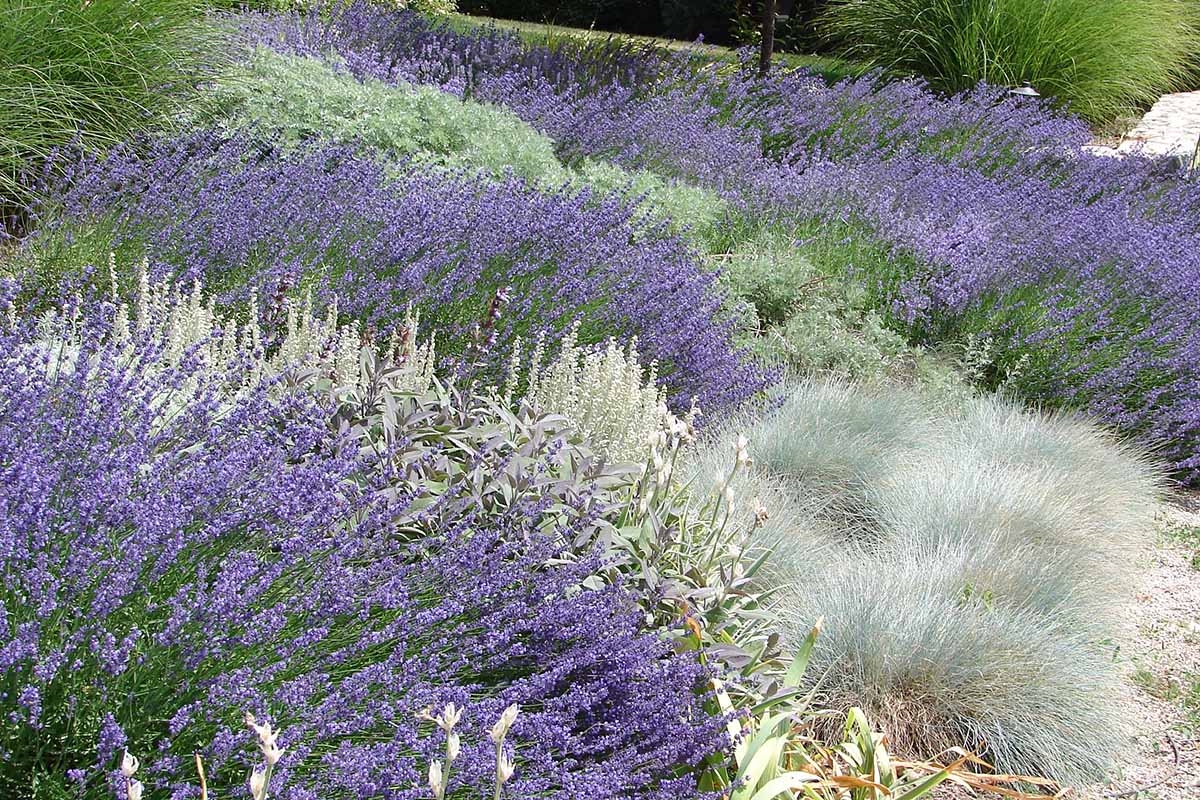 A horizontal image of a xeriscaped garden with blue, silver, and green shades.