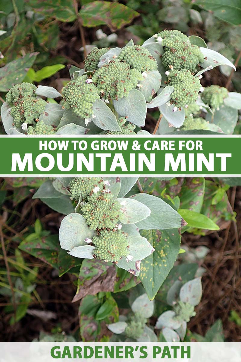 A close up vertical image of a mountain mint (Pycnanthemum) plant with blooming inflorescences growing in the garden. To the center and bottom of the frame is green and white printed text.