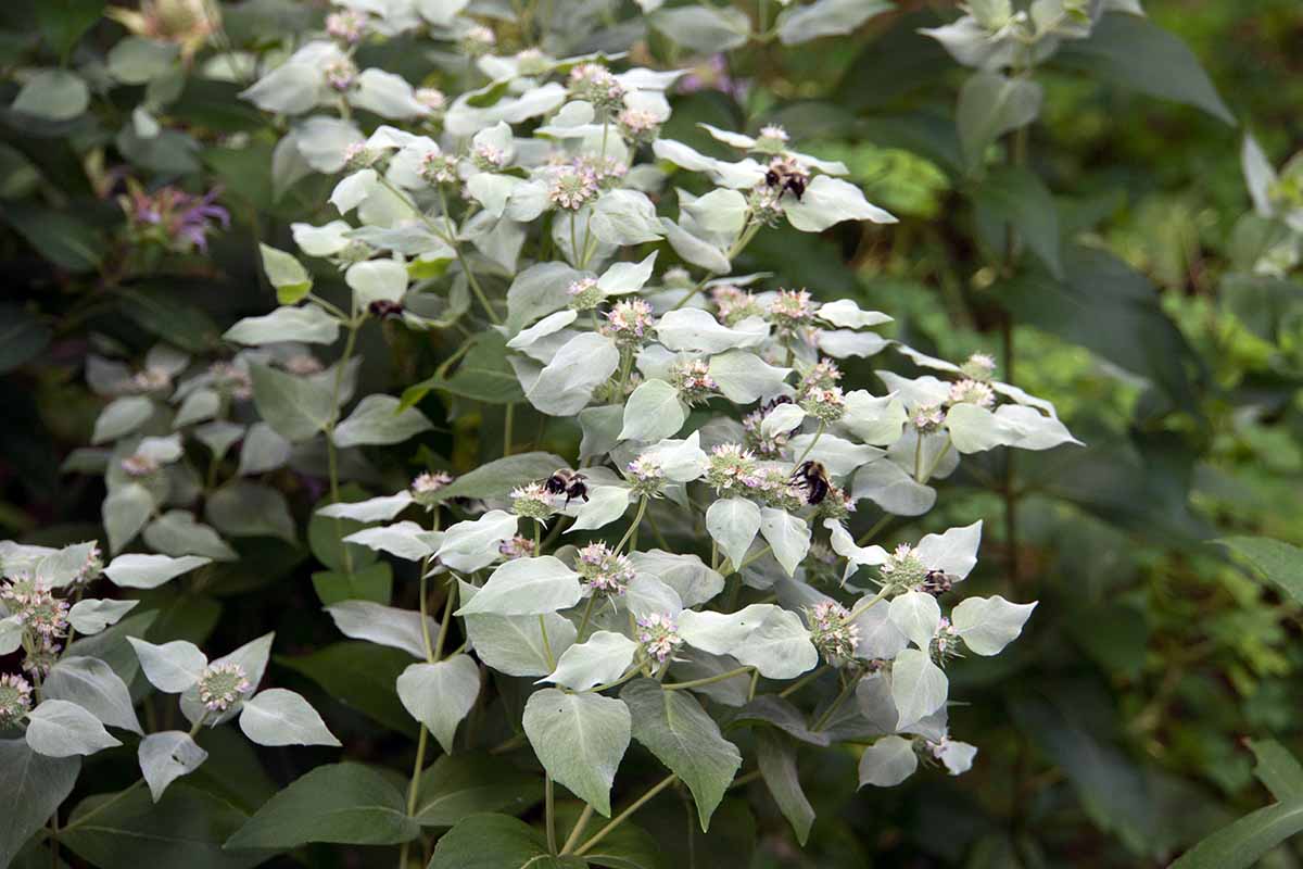 A close up horizontal image of mountain mint (Pycnanthemum) growing in the garden with bees feeding from the flowers.