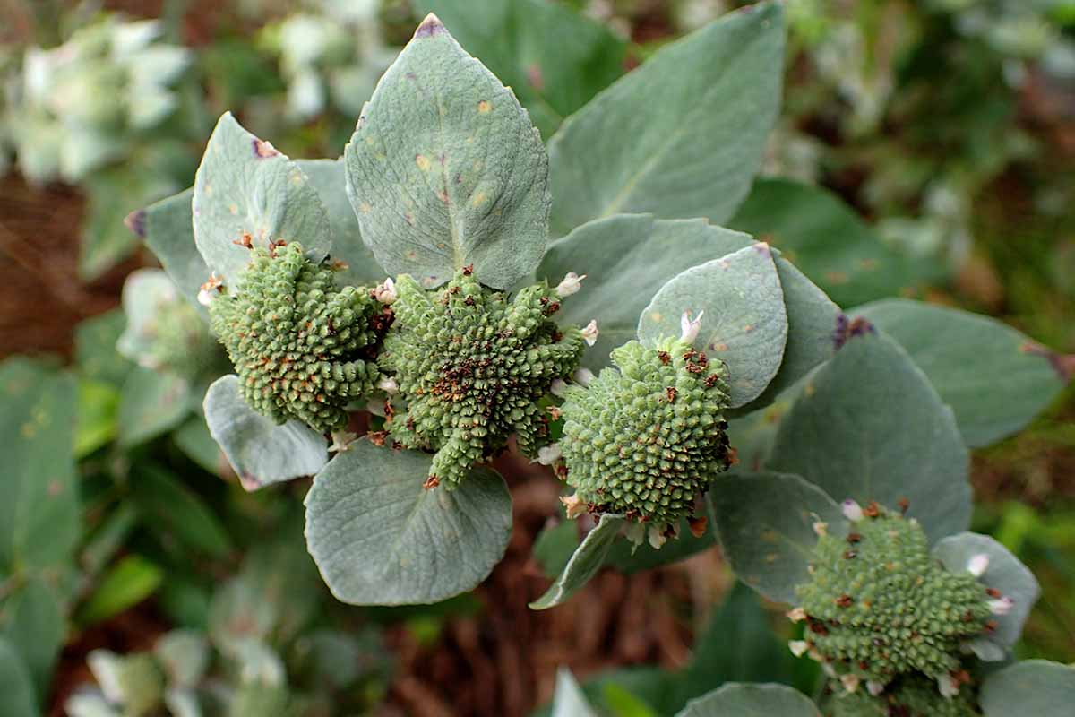 A close up horizontal image of the developing inflorescences of a mountain mint (Pycnanthemum) plant growing in the garden.