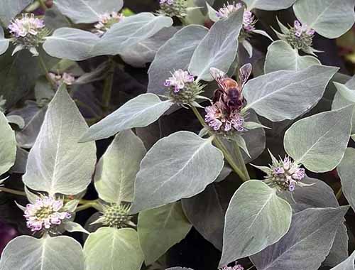 A close up of a bee feeding from the small lavender flowers of Pycnanthemum muticum with a bee feeding.