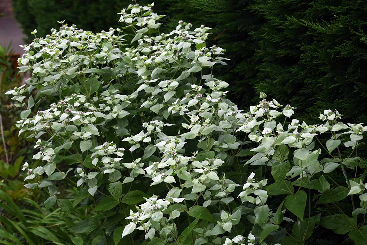 A close up horizontal image of large mountain mint plants growing in a shady spot in the garden.