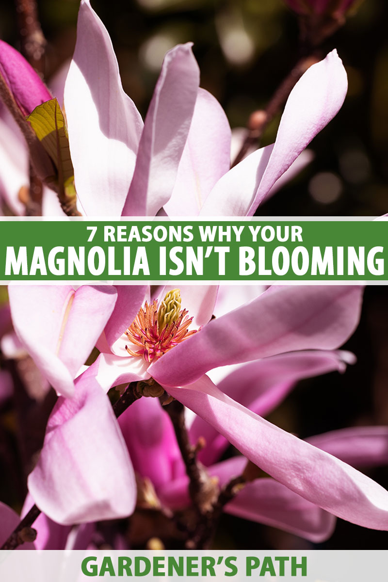 A close up vertical image of a pink magnolia flower pictured in bright sunshine on a dark soft focus background. To the center and bottom of the frame is green and white printed text.